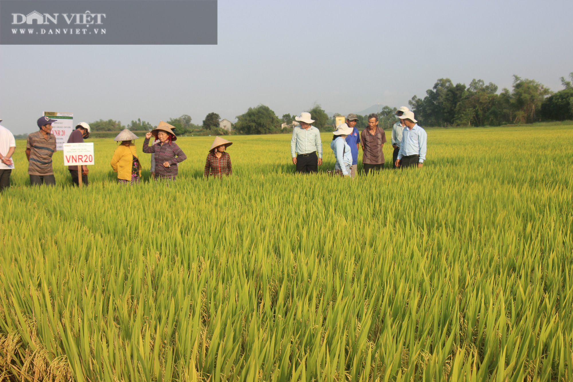 Vụ lúa Đông Xuân “trúng đậm”, nông dân Bình Định đón tin vui bất ngờ - Ảnh 3.