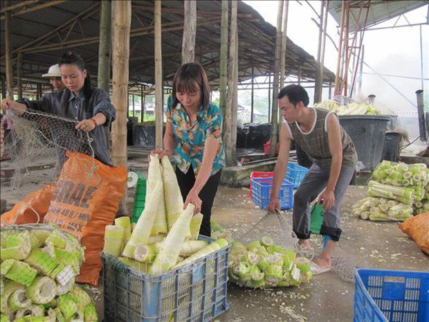 Yên Bái: Trồng thứ tre tới mùa mọc lên những mầm măng mập mạp, doanh nghiệp mua hết bán sang nước ngoài - Ảnh 5.