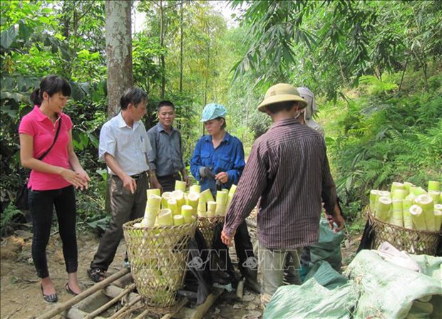 Yên Bái: Trồng thứ tre tới mùa mọc lên những mầm măng mập mạp, doanh nghiệp mua hết bán sang nước ngoài - Ảnh 3.