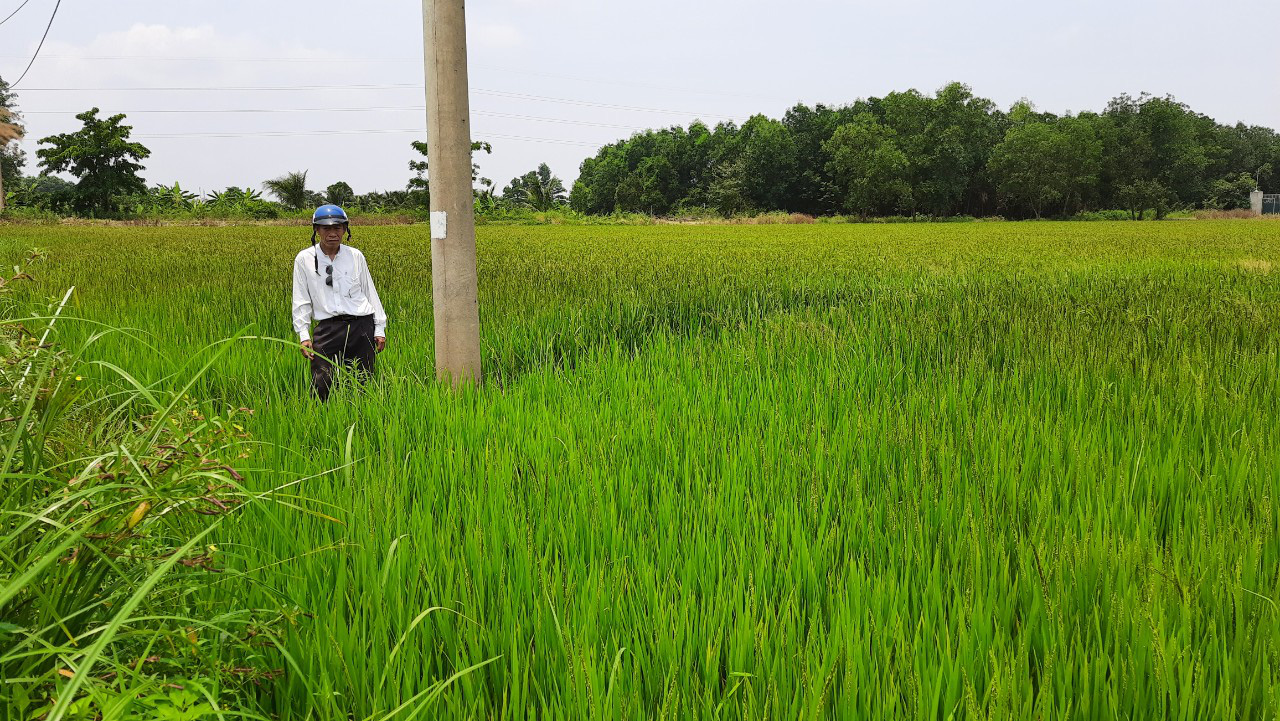 Lúa “điếc” vì đèn đường - Ảnh 1.