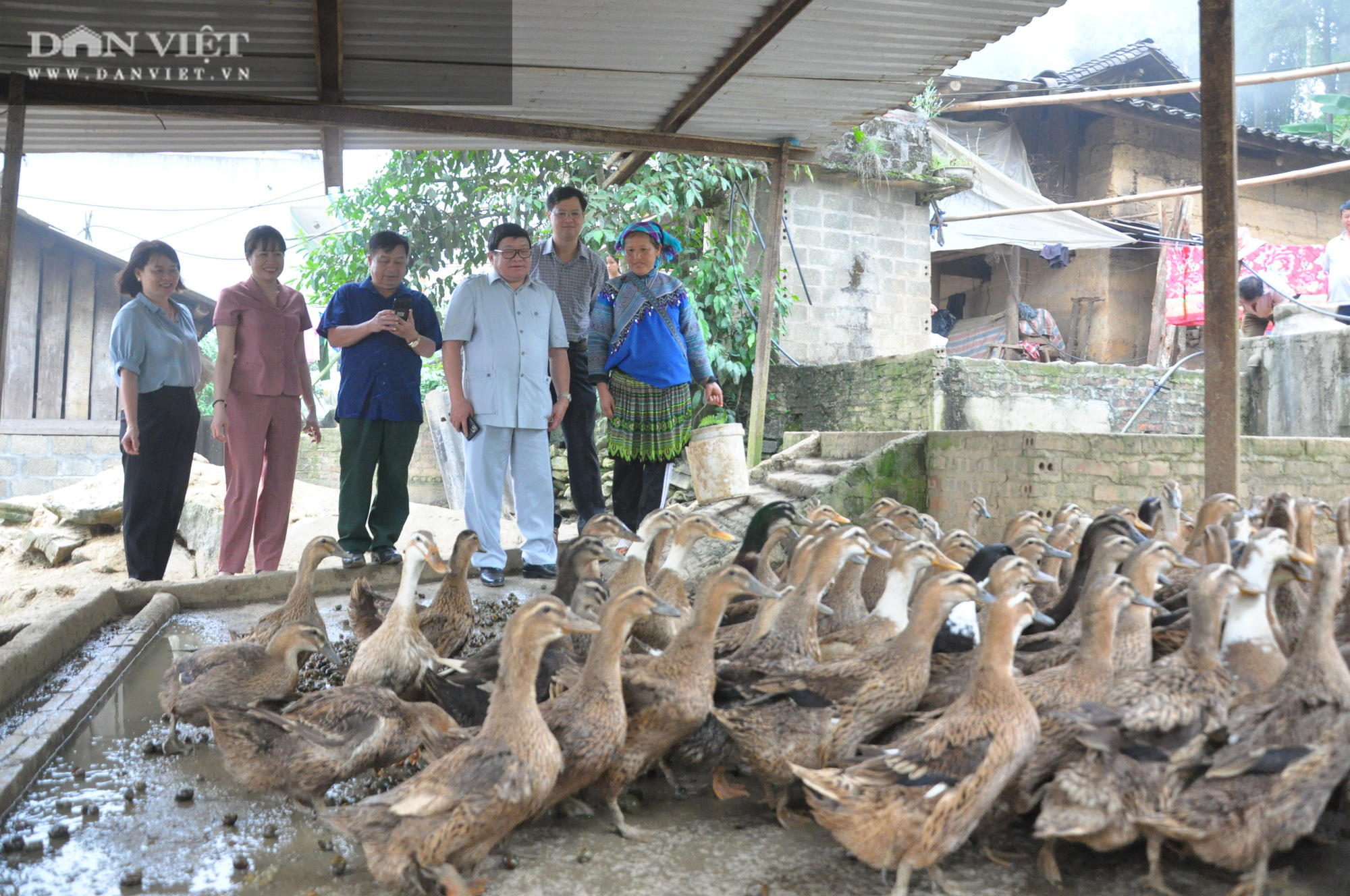 Độc đáo: Nuôi vịt Sín Chéng, có con đầu mọc hoa nông dân nơi đây luôn đắt hàng, có hộ thu trăm triệu mỗi năm - Ảnh 1.