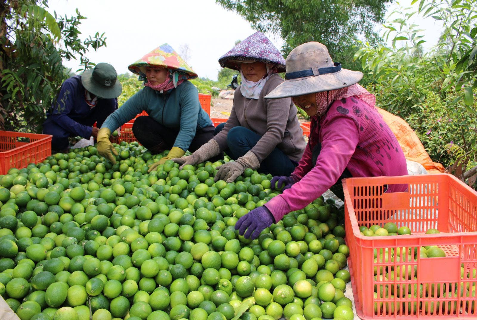 Trồng chanh kiểu &quot;xịn xò&quot; này, nông dân Bến Lức tha hồ đem chanh Việt xuất sang trời Âu - Ảnh 1.