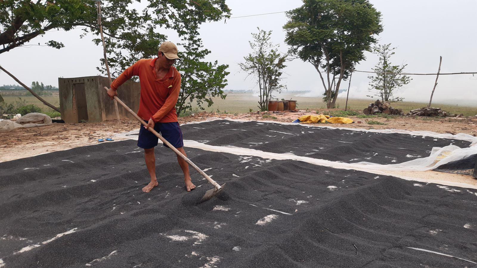 Long An: Trồng loại cây cho ra thứ hạt đen sì, năng suất cao, giá ổn, nông dân phấn khởi - Ảnh 2.