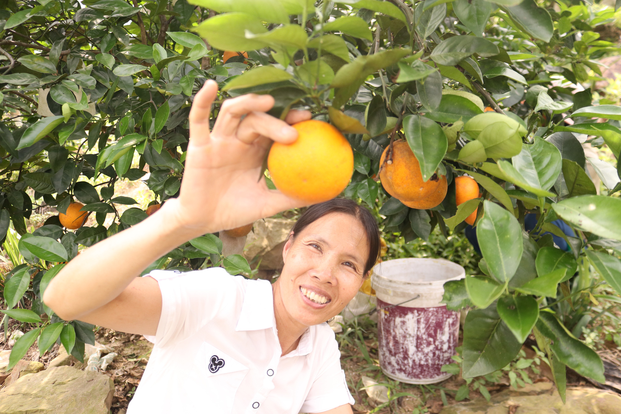 Quảng Ninh: Nông dân xã đảo Vạn Yên trồng giống cam gì mà tới mùa chín vàng, ai nếm cũng khen ngọt ngon tấm tắc - Ảnh 1.