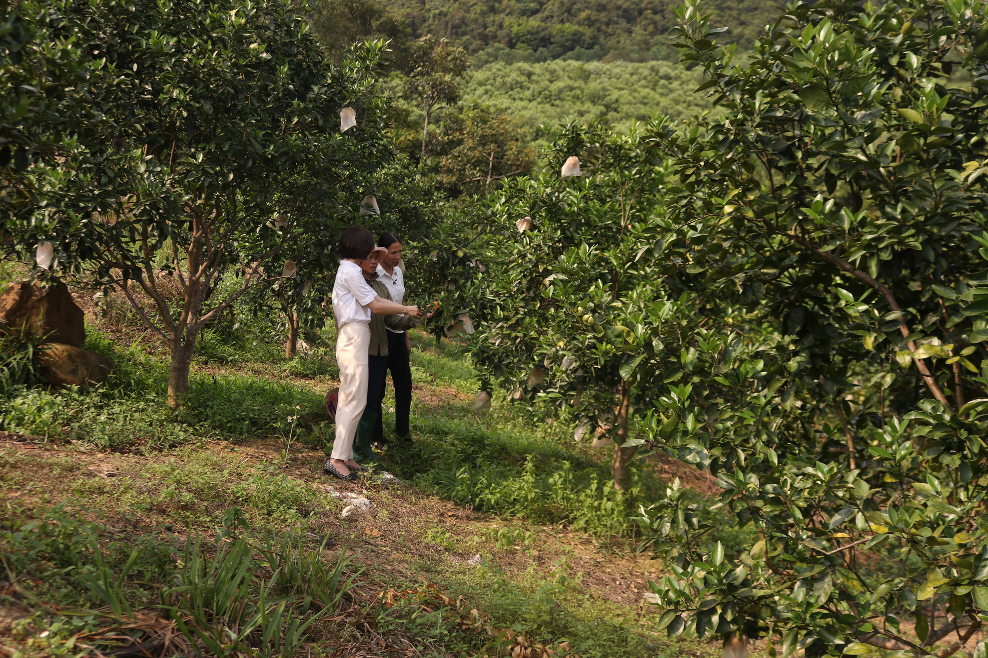 Quảng Ninh: Nông dân xã đảo Vạn Yên trồng giống cam gì mà tới mùa chín vàng, ai nếm cũng khen ngọt ngon tấm tắc - Ảnh 7.