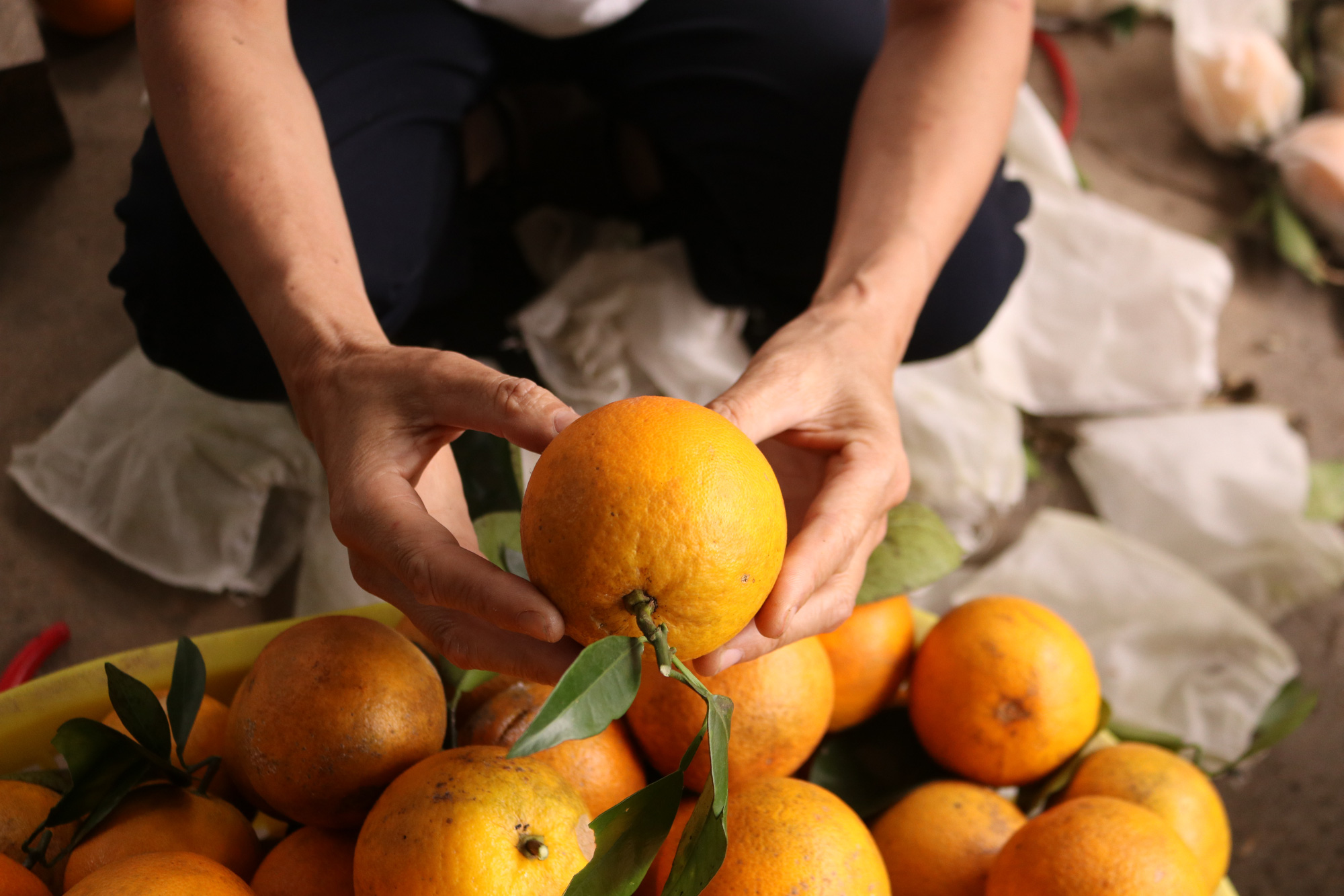 Quảng Ninh: Nông dân xã đảo Vạn Yên trồng giống cam gì mà tới mùa chín vàng, ai nếm cũng khen ngọt ngon tấm tắc - Ảnh 3.