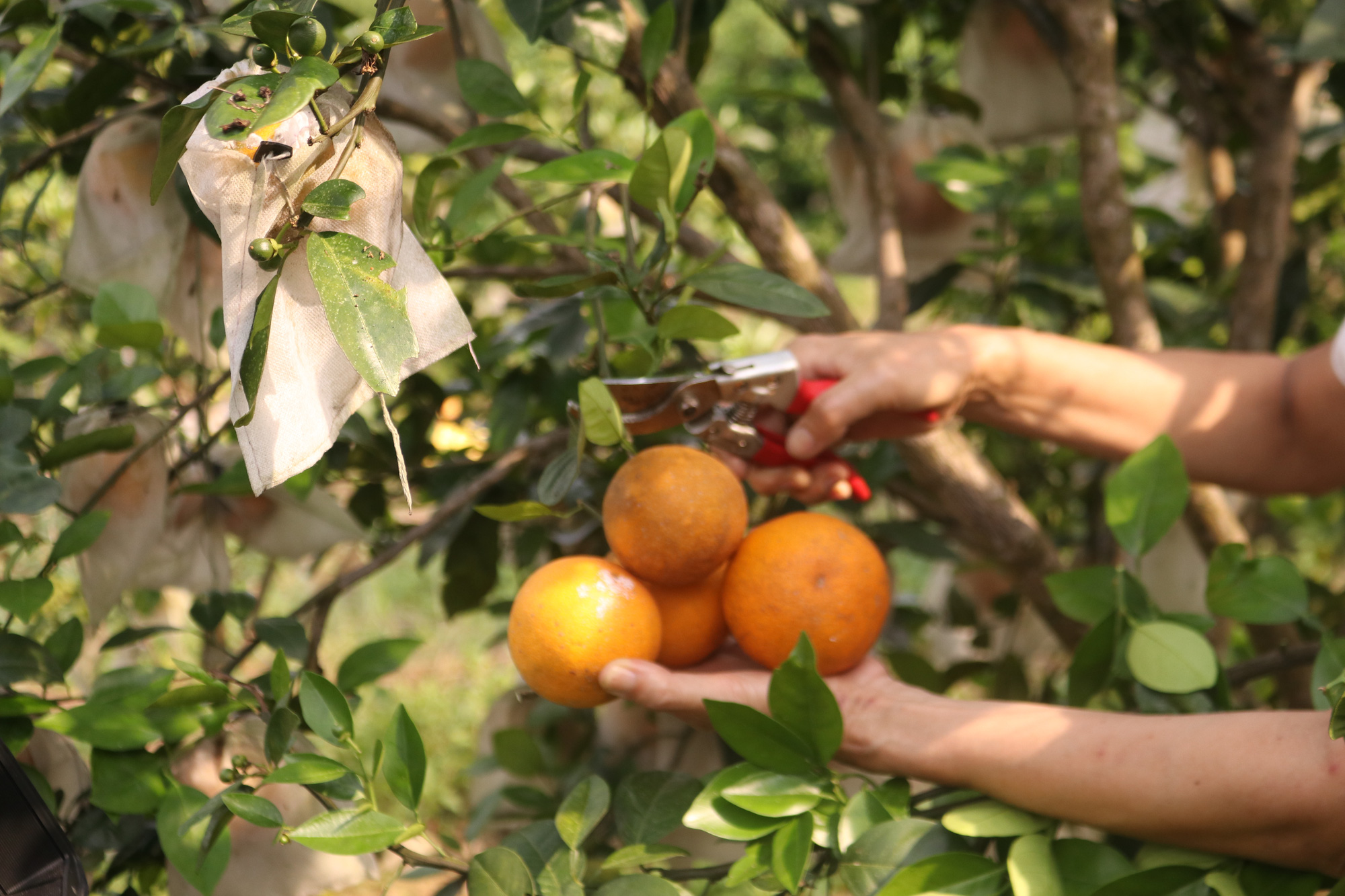 Quảng Ninh: Nông dân xã đảo Vạn Yên trồng giống cam gì mà tới mùa chín vàng, ai nếm cũng khen ngọt ngon tấm tắc - Ảnh 5.