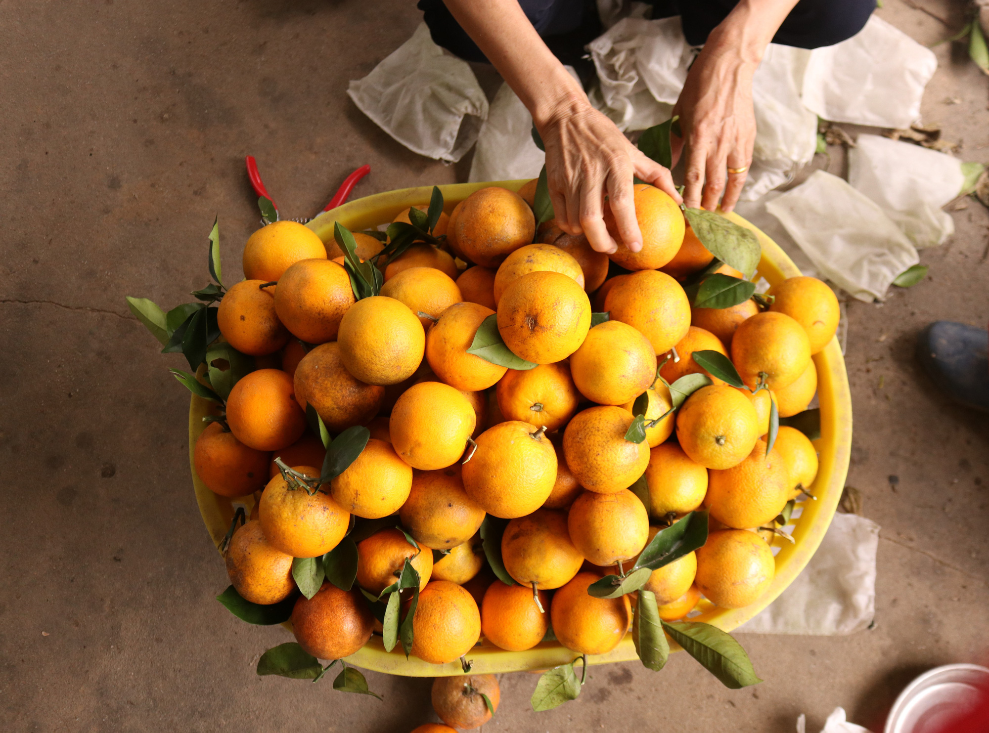 Quảng Ninh: Nông dân xã đảo Vạn Yên trồng giống cam gì mà tới mùa chín vàng, ai nếm cũng khen ngọt ngon tấm tắc - Ảnh 6.