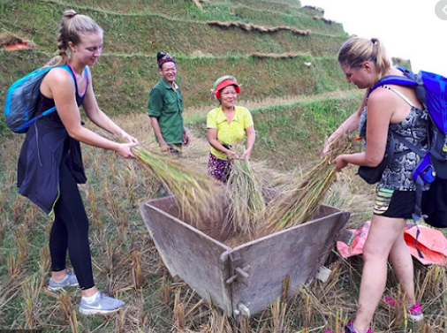 Các du khách nước ngoài hào hứng tham gia trải nghiệm "Làm nông dân" dịch vụ du lịch do Hao Tea triển khai. Ảnh: Hoàng Thị Hảo
