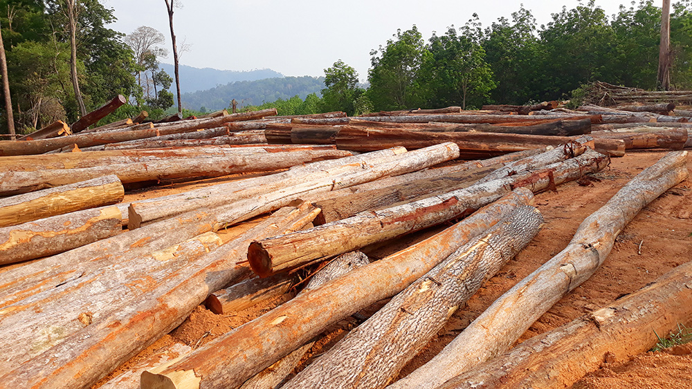 Kon Tum: Phát hiện bãi gỗ khủng tận thu lòng hồ - Ảnh 1.