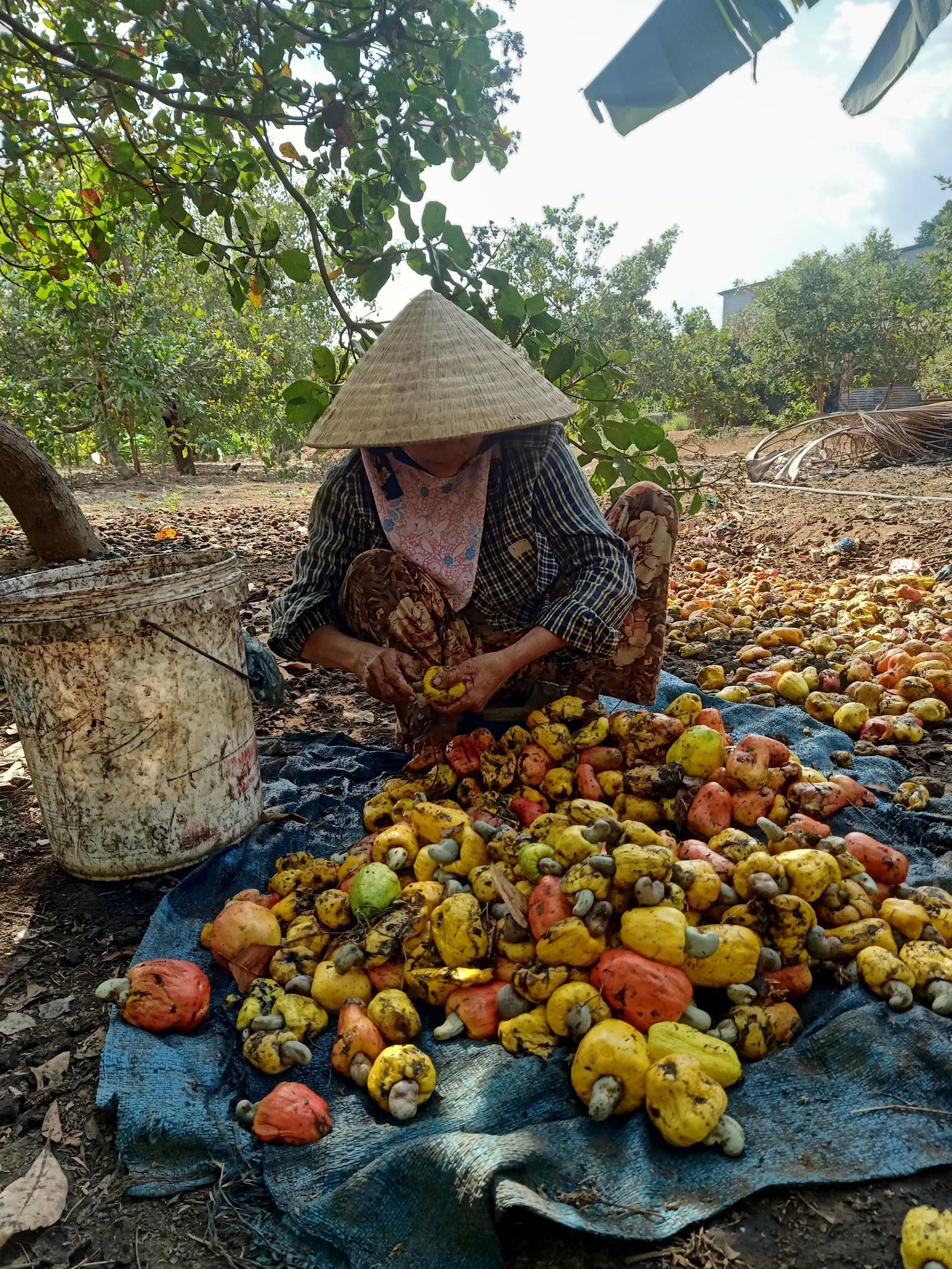 Đắk Lắk: Trồng thứ cây cả năm cật lực chăm bón, tới vụ trái ra lèo tèo, bán rẻ mạt, nông dân chán hẳn - Ảnh 1.