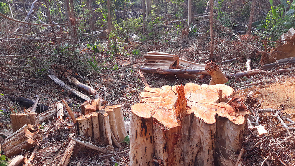 Kon Tum: Phát hiện bãi gỗ khủng tận thu lòng hồ - Ảnh 6.
