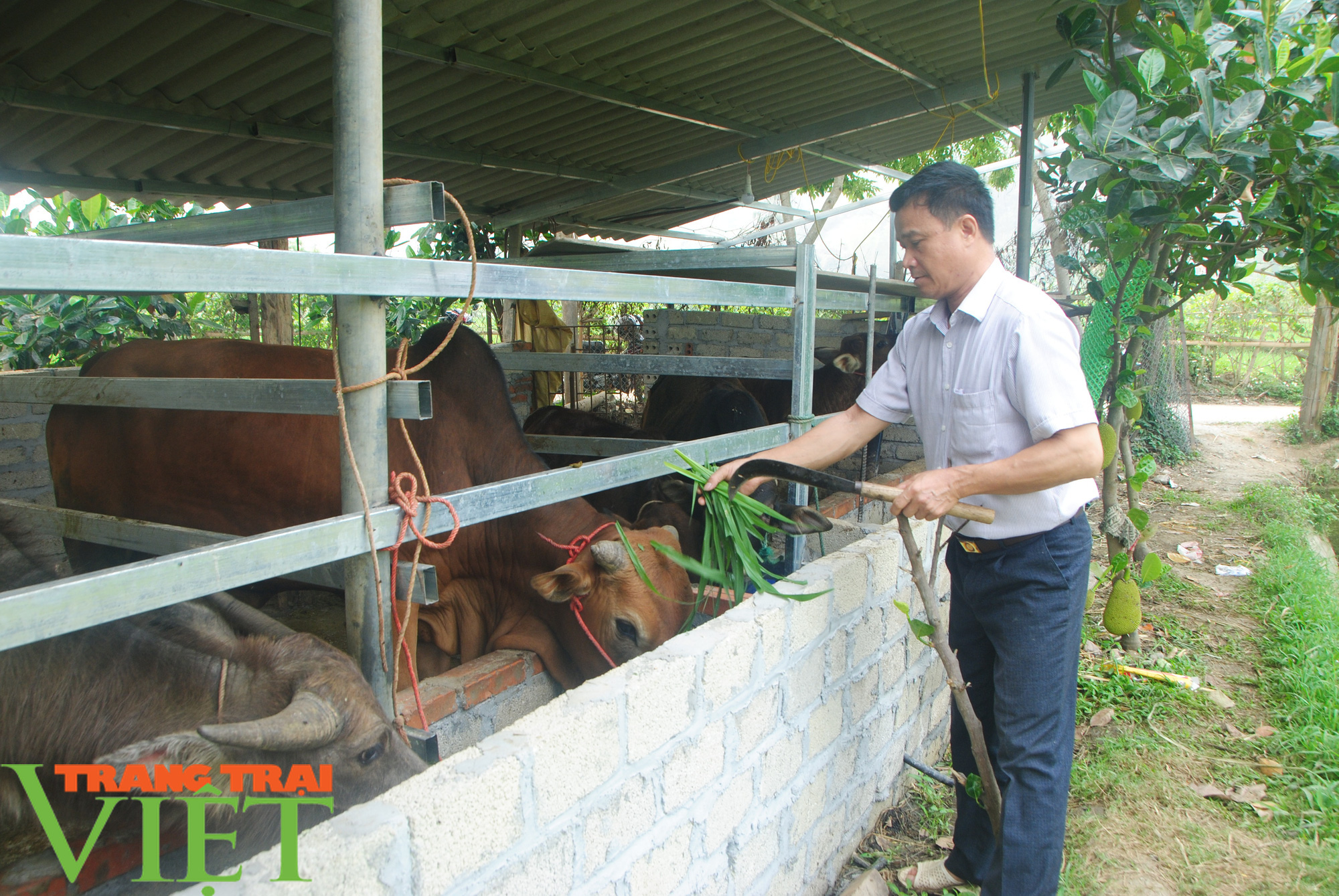 Cựu chiến binh có biệt tài dụ cá lên ăn thức ăn  - Ảnh 3.