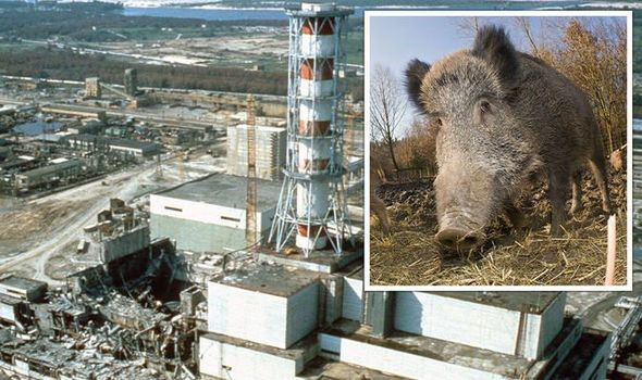 35 năm sau thảm họa, Chernobyl giờ đã an toàn hay chưa? - Ảnh 1.