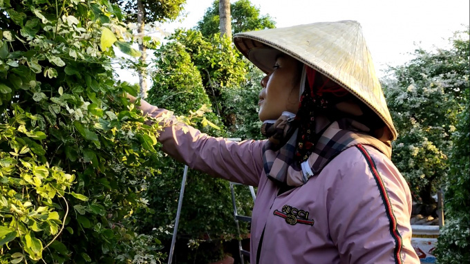 Đồng Tháp: Lạ mắt, tên ý nghĩa phong thủy, loại kiểng lá đổi 4 màu liên tục khiến dân tình chóng mặt đòi mua - Ảnh 2.