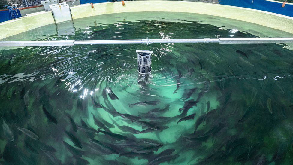 Biến điều điên rồ thành sự thật: Nuôi cá hồi trong bể cạn, đưa cá nước lạnh đến vùng nóng - Ảnh 1.