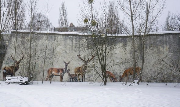 35 năm sau thảm họa, Chernobyl giờ đã an toàn hay chưa? - Ảnh 3.