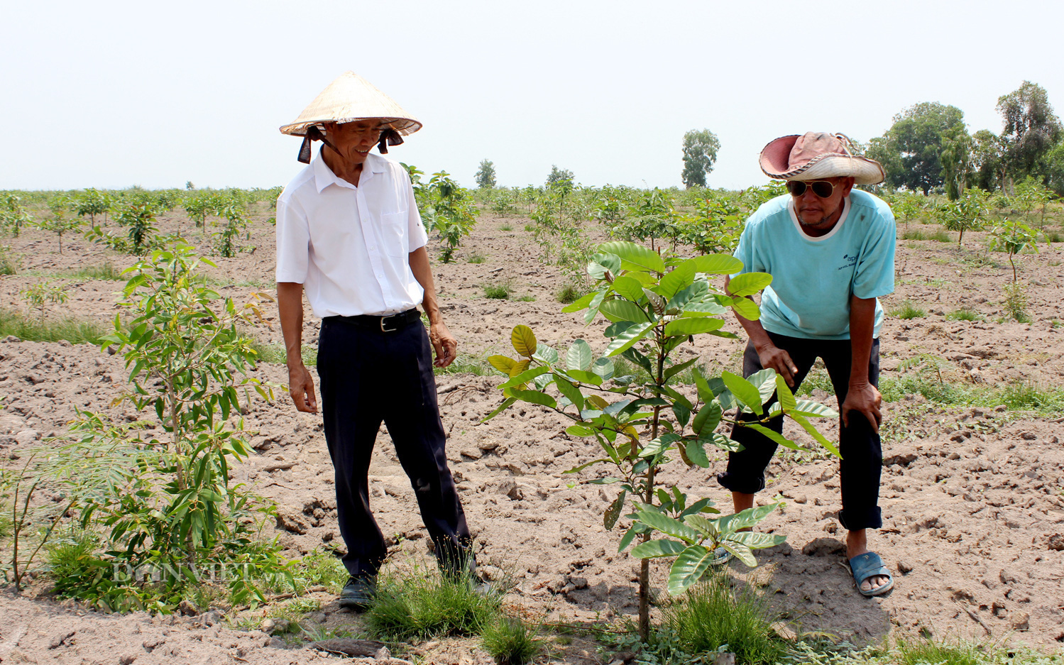 Mang tiếng "khùng" lão nông Tây Ninh ròng rã hơn 25 năm trồng 200ha rừng trên đất biên cương