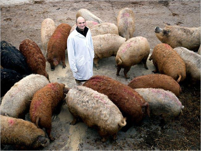 Loài lợn được coi là &quot;bảo vật&quot; ngon nhất thế giới, nhìn xa cứ ngỡ là cừu - Ảnh 6.