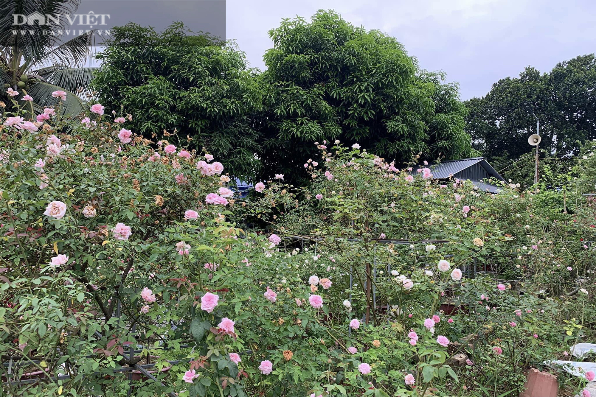 Thái Nguyên: Trai trẻ 8X “gác” bằng đại học về quê trồng thứ hoa thơm ngát cả vùng, kiếm hàng chục triệu đồng mỗi tháng - Ảnh 7.