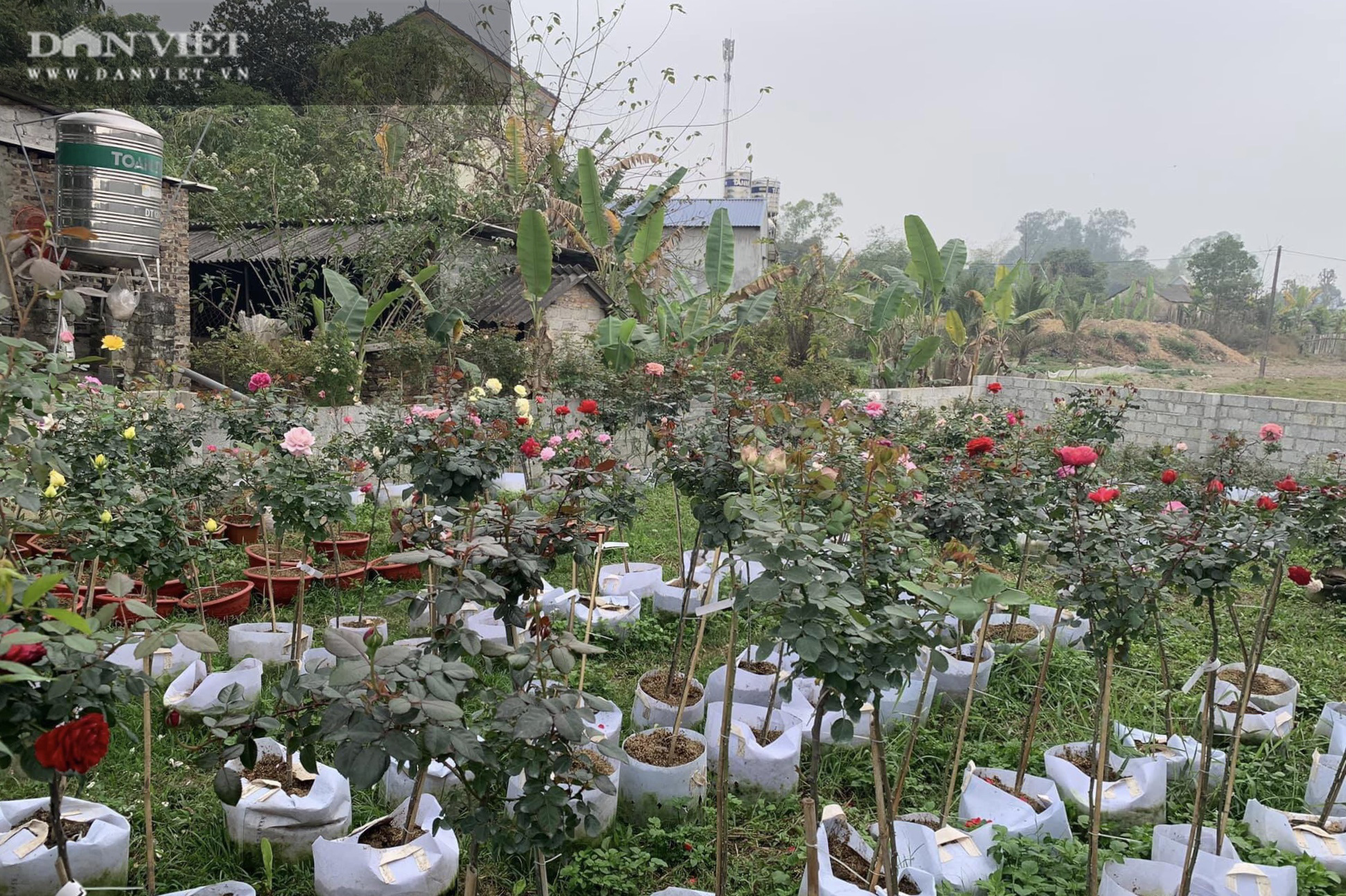 Thái Nguyên: Trai trẻ 8X “gác” bằng đại học về quê trồng thứ hoa thơm ngát cả vùng, kiếm hàng chục triệu đồng mỗi tháng - Ảnh 2.