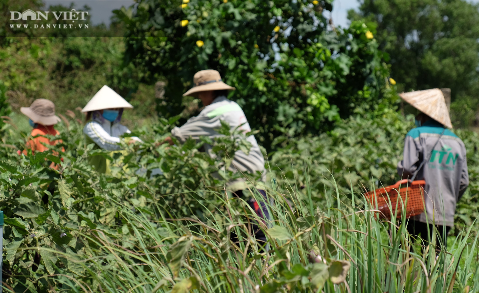 Cận cảnh vườn chanh Thái xanh mướt trên đất cằn, chỉ hái lá bán chủ vườn vẫn thu “bộn tiền”  - Ảnh 8.