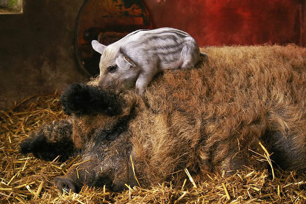 Loài lợn được coi là &quot;bảo vật&quot; ngon nhất thế giới, nhìn xa cứ ngỡ là cừu - Ảnh 3.