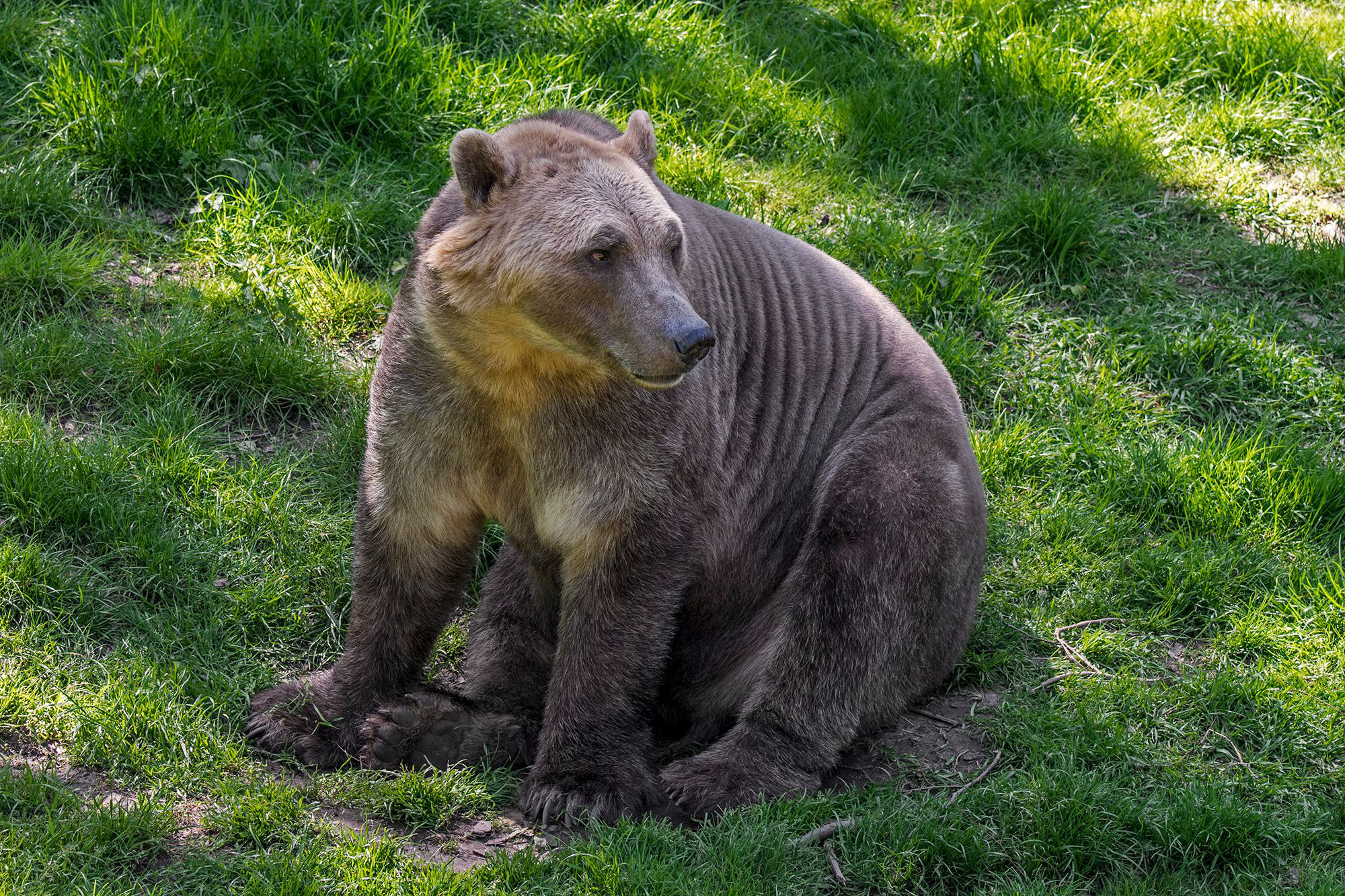 Loài gấu lai siêu đặc biệt có thể thích nghi với biến đổi khí hậu - Ảnh 1.