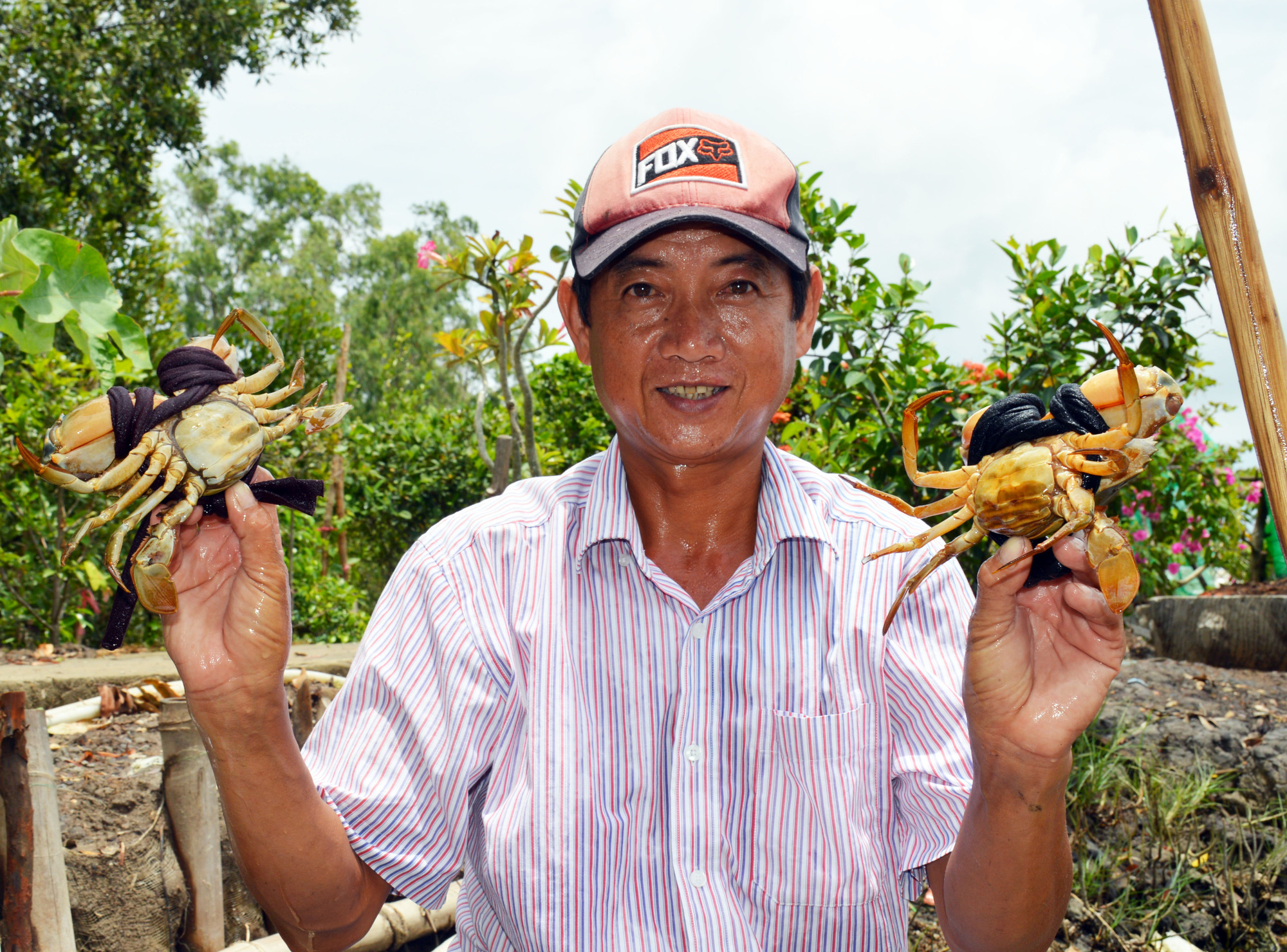 Vì sao cua Cà Mau lên đến 900.000 đồng/kg? - Ảnh 2.