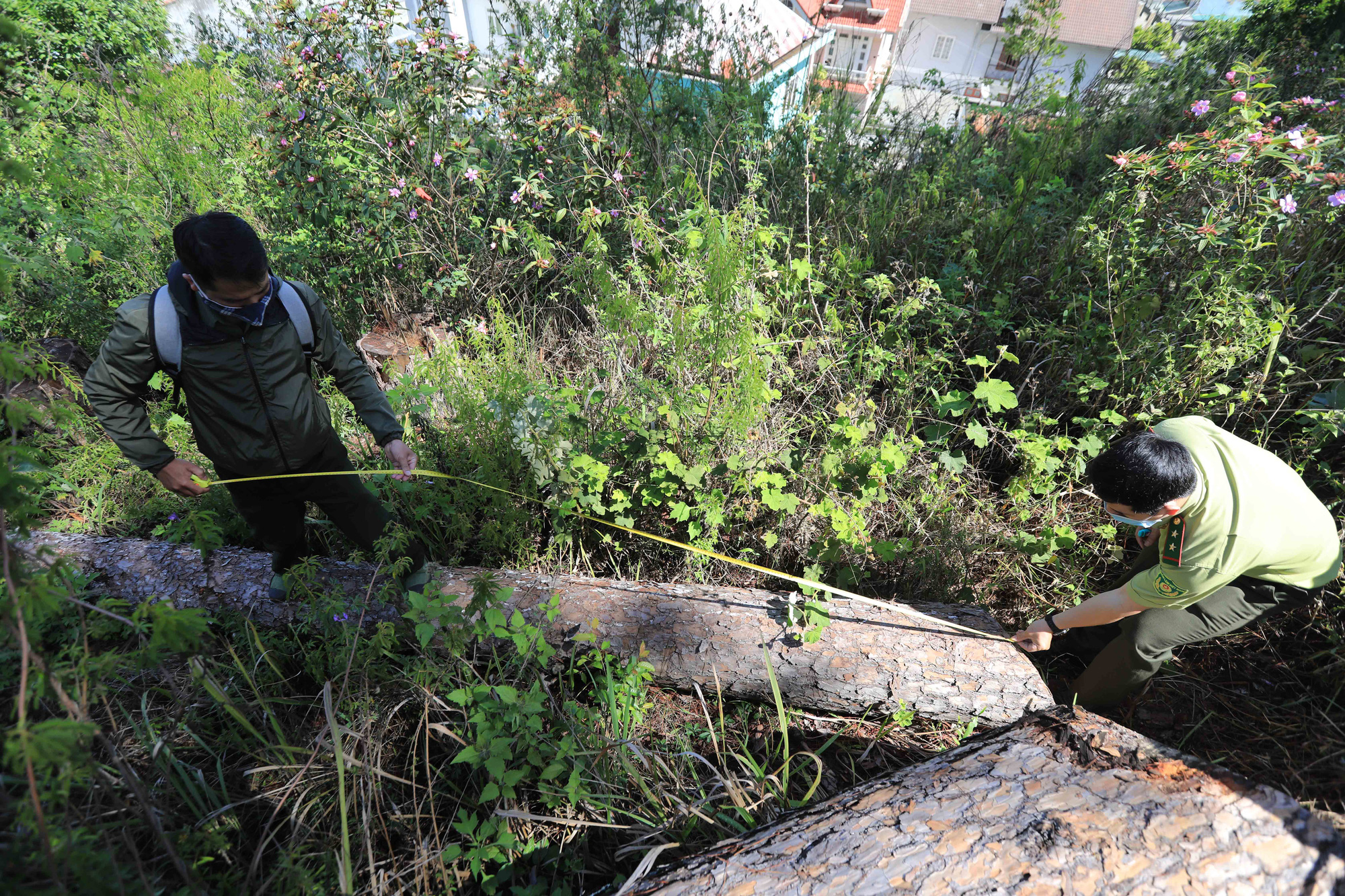Công an vào cuộc điều tra vụ cưa hạ nhiều cây thông cổ thụ giữa TP.Đà Lạt - Ảnh 3.