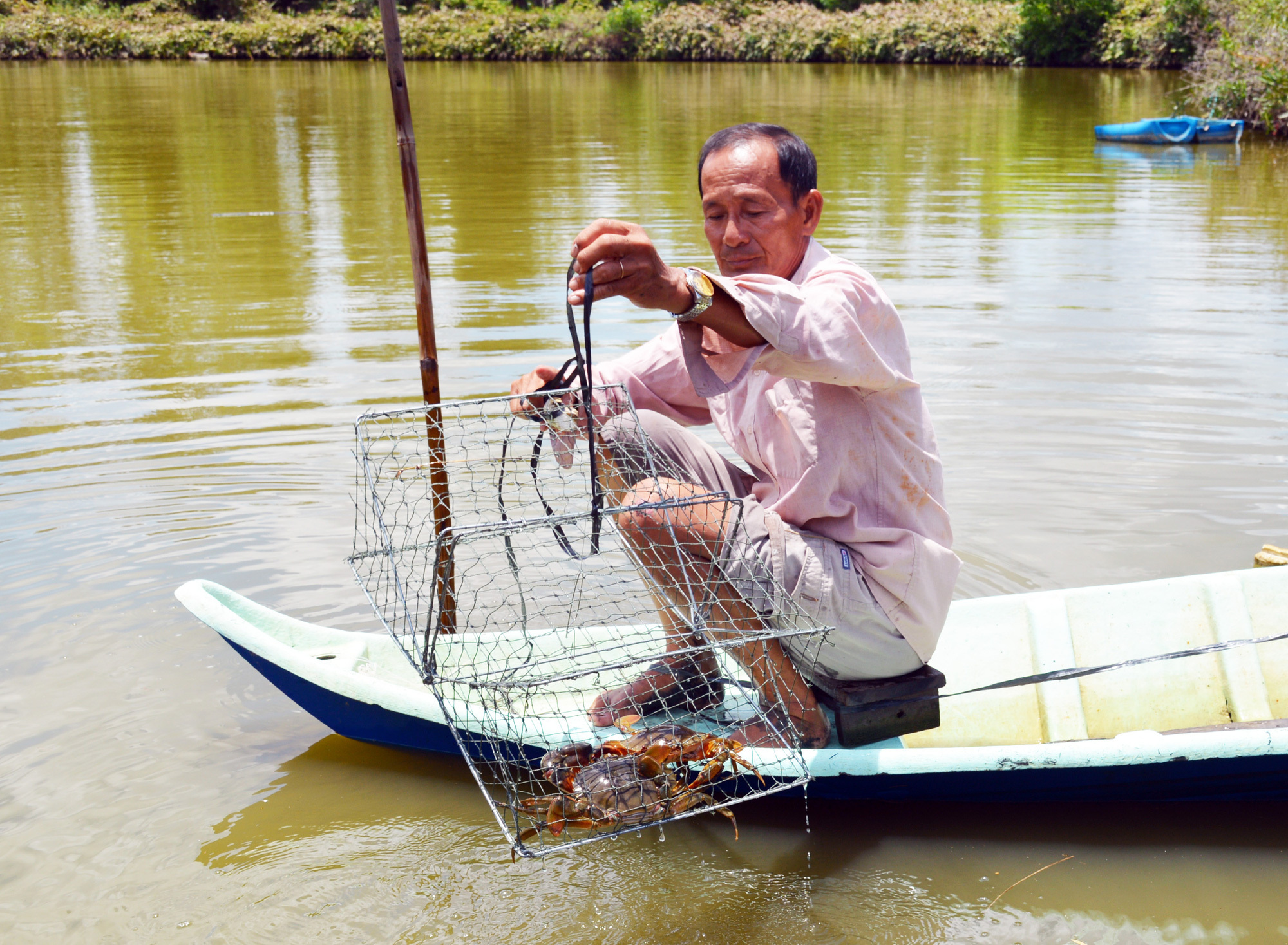 Vì sao cua Cà Mau lên đến 900.000 đồng/kg? - Ảnh 3.