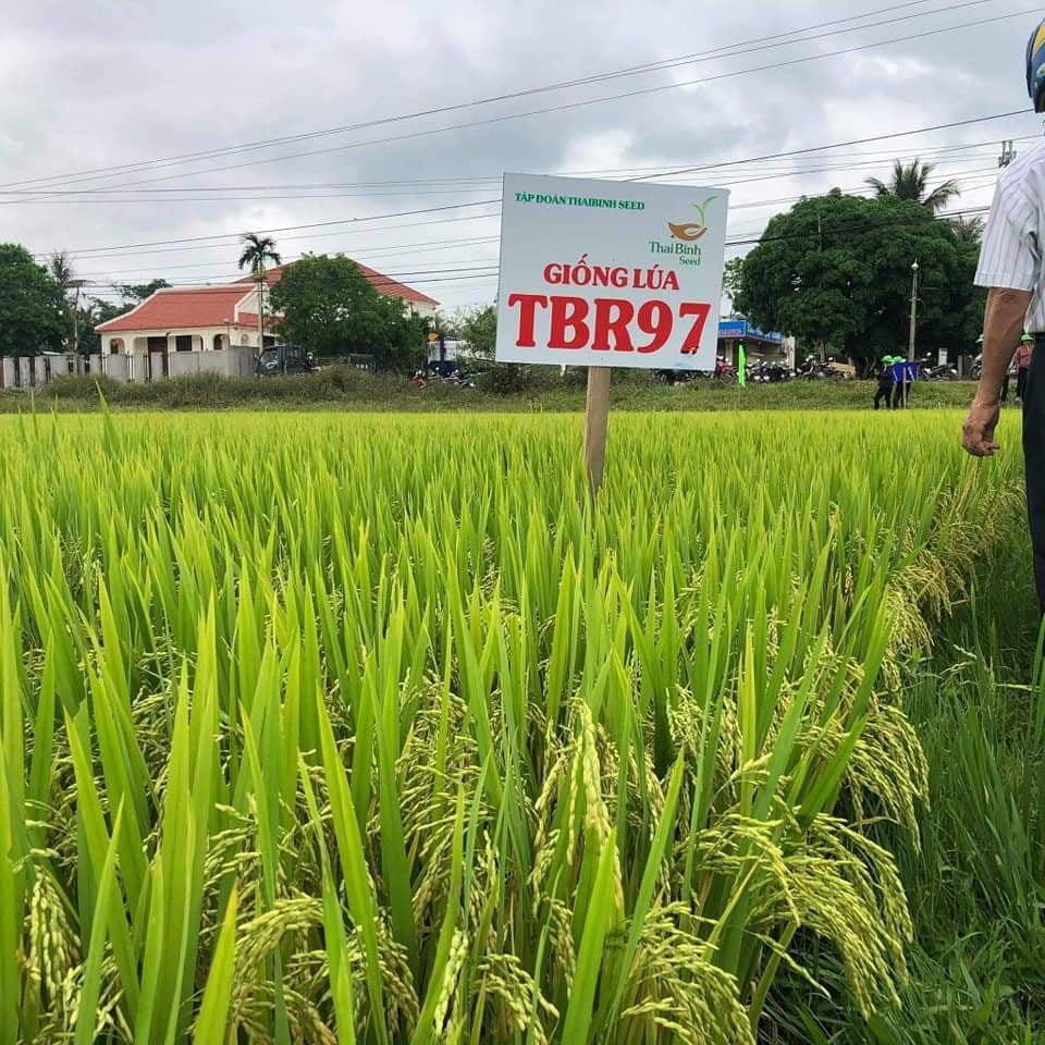 TBR97 - giống lúa “không thể chê” cho vùng hạn, đạt năng suất bất ngờ - Ảnh 2.