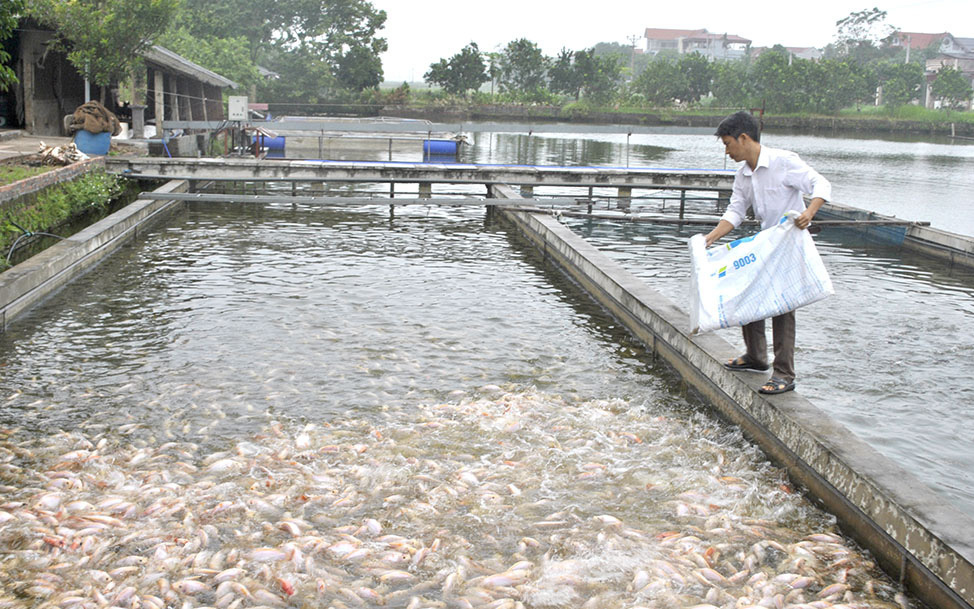 Phú Thọ: Nuôi cá công nghệ &quot;sông trong ao&quot;, đổ cám xuống cá ăn rào rào, nhà nào &quot;liều&quot; thì &quot;ăn nhiều&quot;