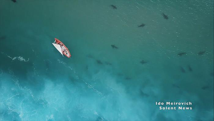 Cảnh tượng rợn người khi đàn cá mập “bao vây” thuyền kayak ngoài khơi Israel - Ảnh 6.