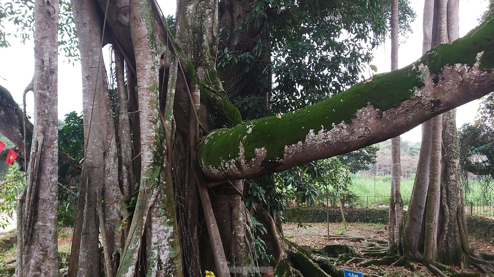 &quot;Quái cây&quot; đa Thần Rùa hàng ngàn năm tuổi với bộ rễ quá khủng như những con rắn khổng lồ - Ảnh 8.