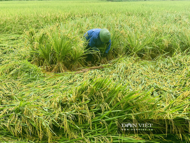 Hàng nghìn ha lúa có nguy cơ mất trắng: Khẩn trương thu hoạch lúa, tránh thiệt hại do mưa, gió xoáy - Ảnh 5.