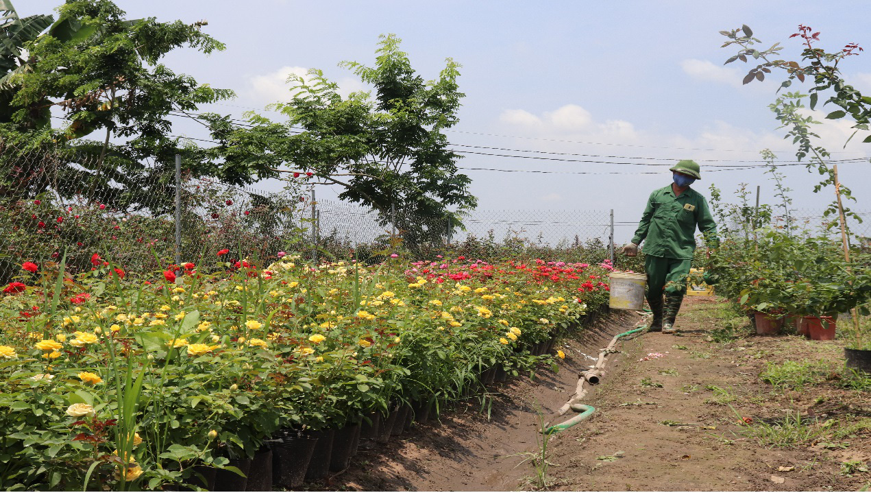 Chỉ làm giờ hành chính, thu nhập người dân trồng hoa mỗi năm hơn 200 triệu đồng - Ảnh 4.