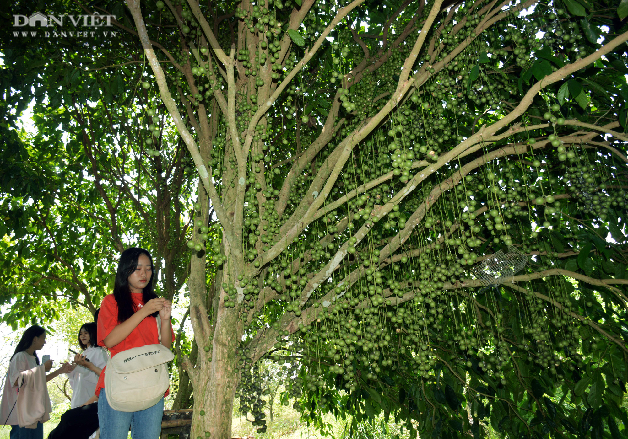 Nam thanh nữ thú thỏa thích chụp hình “sống ảo” tại vườn dâu xanh mát ở U Minh - Ảnh 3.
