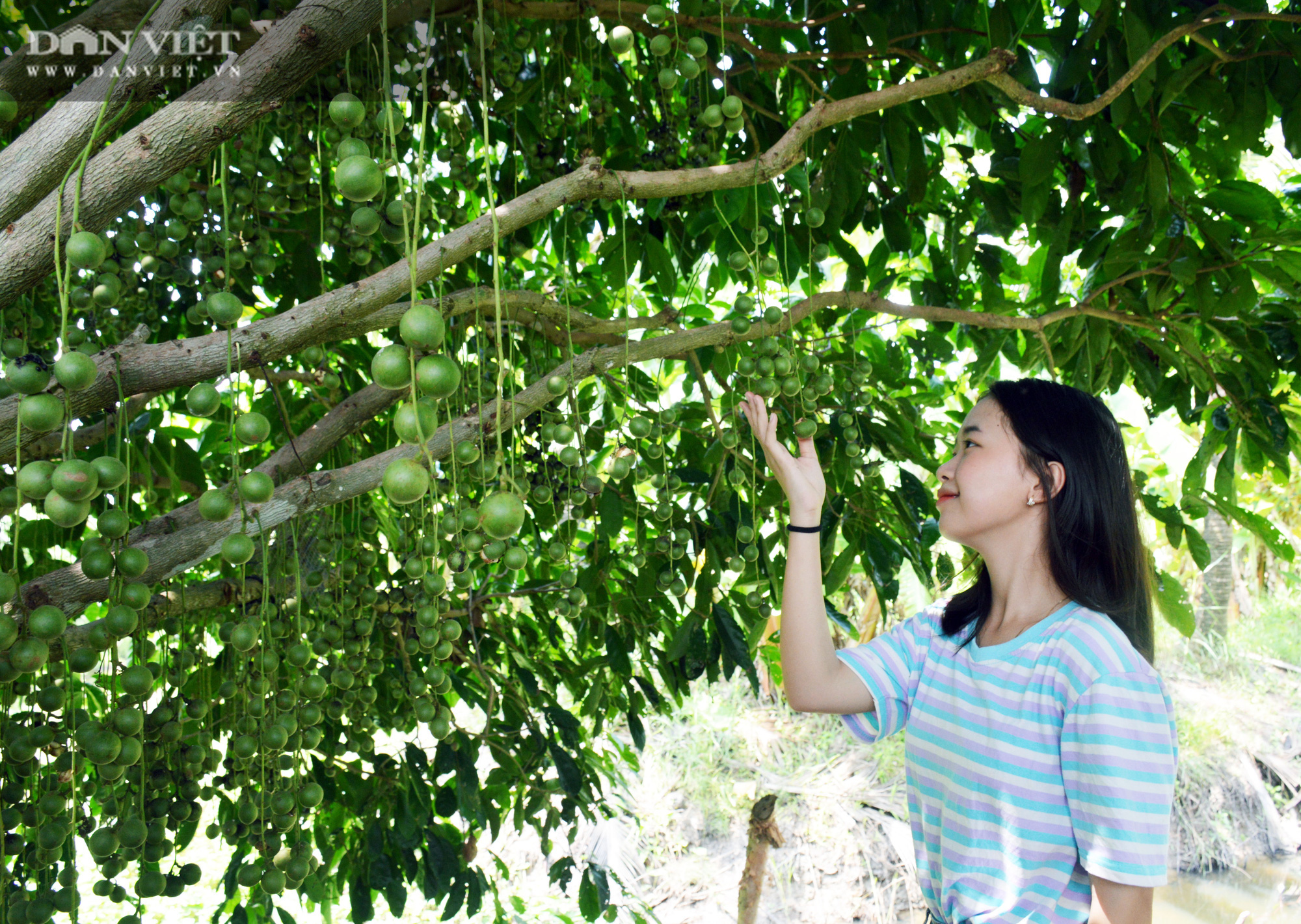 Nam thanh nữ thú thỏa thích chụp hình “sống ảo” tại vườn dâu xanh mát ở U Minh - Ảnh 6.