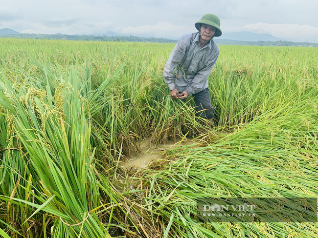 Hàng nghìn ha lúa có nguy cơ mất trắng: Khẩn trương thu hoạch lúa, tránh thiệt hại do mưa, gió xoáy - Ảnh 1.