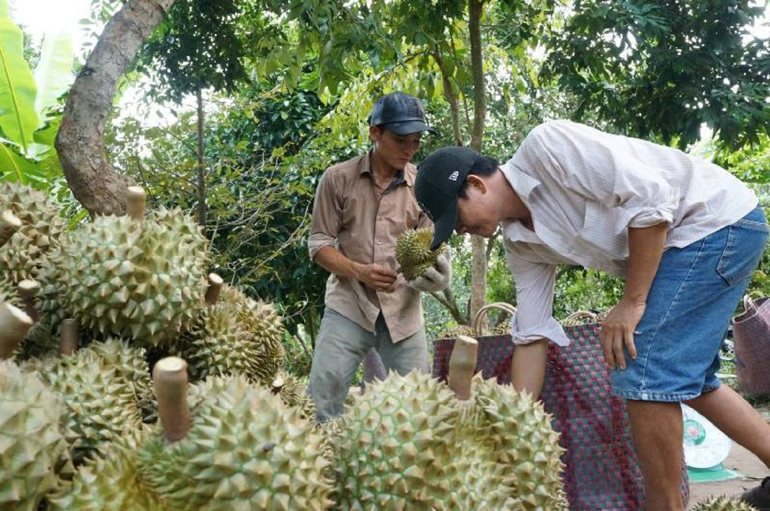 Tiền Giang: Giá loại trái gai góc này đang lập đỉnh, nông dân vét vườn bán trái thu tiền mỏi tay - Ảnh 2.