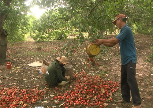 Bình Thuận: Vùng đất dân trồng thứ cây ra trái hột lộn ra ngoài treo lủng lẳng, nhặt hàng tấn, bán giá cao - Ảnh 1.
