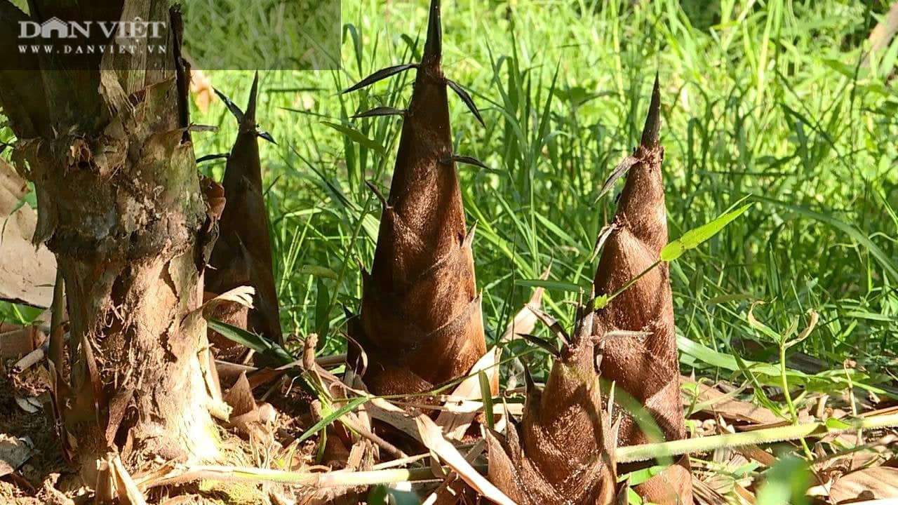 Phú Thọ: Tốt nghiệp Học viện Tài chính về trồng tre lấy măng mập ú thu gấp 10 lần lương công chức - Ảnh 3.