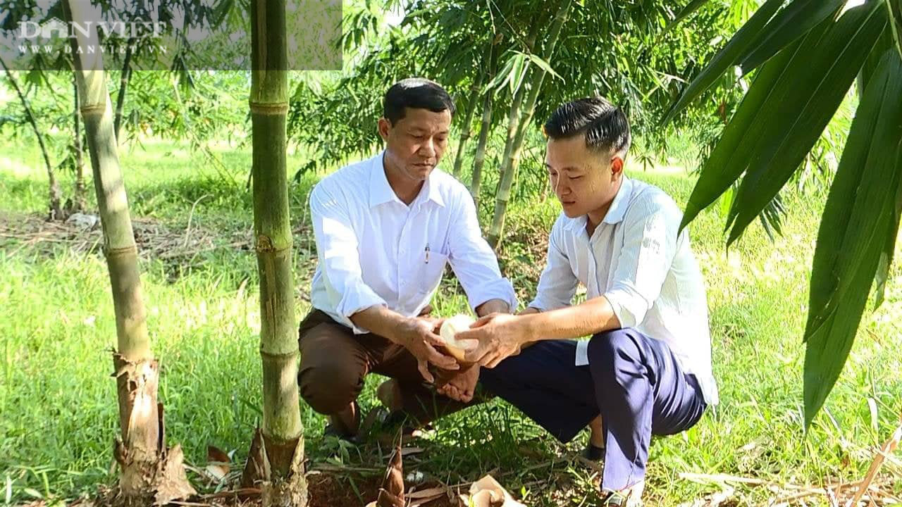 Phú Thọ: Tốt nghiệp Học viện Tài chính về trồng tre lấy măng mập ú thu gấp 10 lần lương công chức - Ảnh 2.