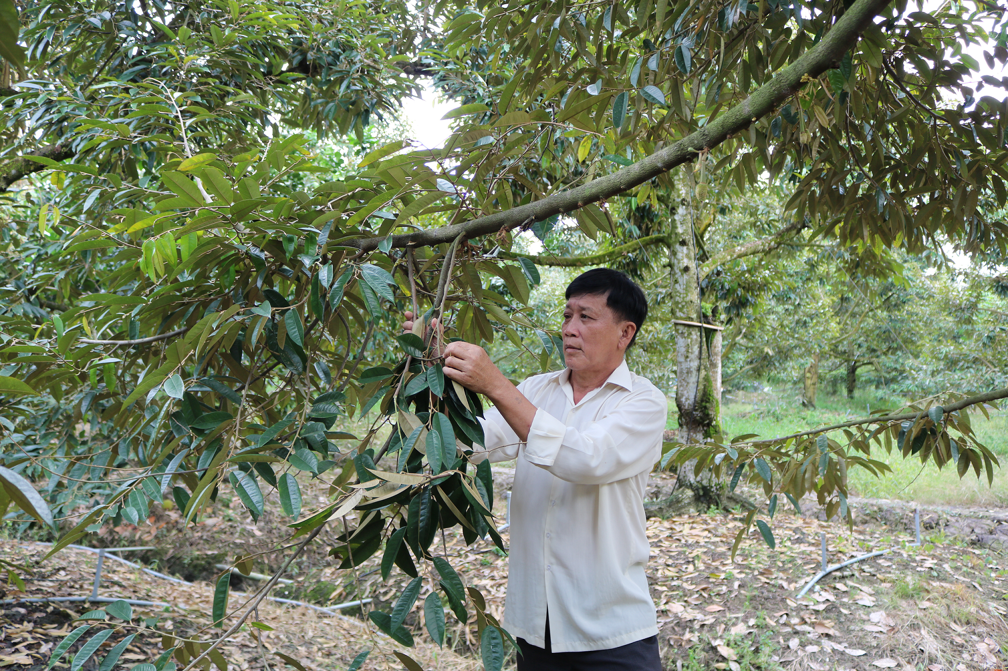 Tiền Giang: Giá loại trái gai góc này đang lập đỉnh, nông dân vét vườn bán trái thu tiền mỏi tay - Ảnh 3.