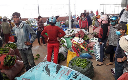 Chuyện lạ Bình Thuận: Cắt hoa thanh long bán giá ngang ngửa với bán trái, hoa thanh long biến thành món hoa bá vương