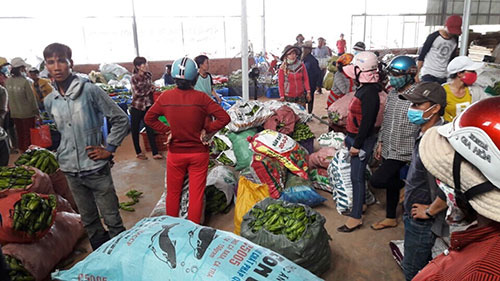 Chuyện lạ Bình Thuận: Cắt hoa thanh long bán giá ngang ngửa với bán trái, hoa thanh long biến thành món hoa bá vương - Ảnh 1.