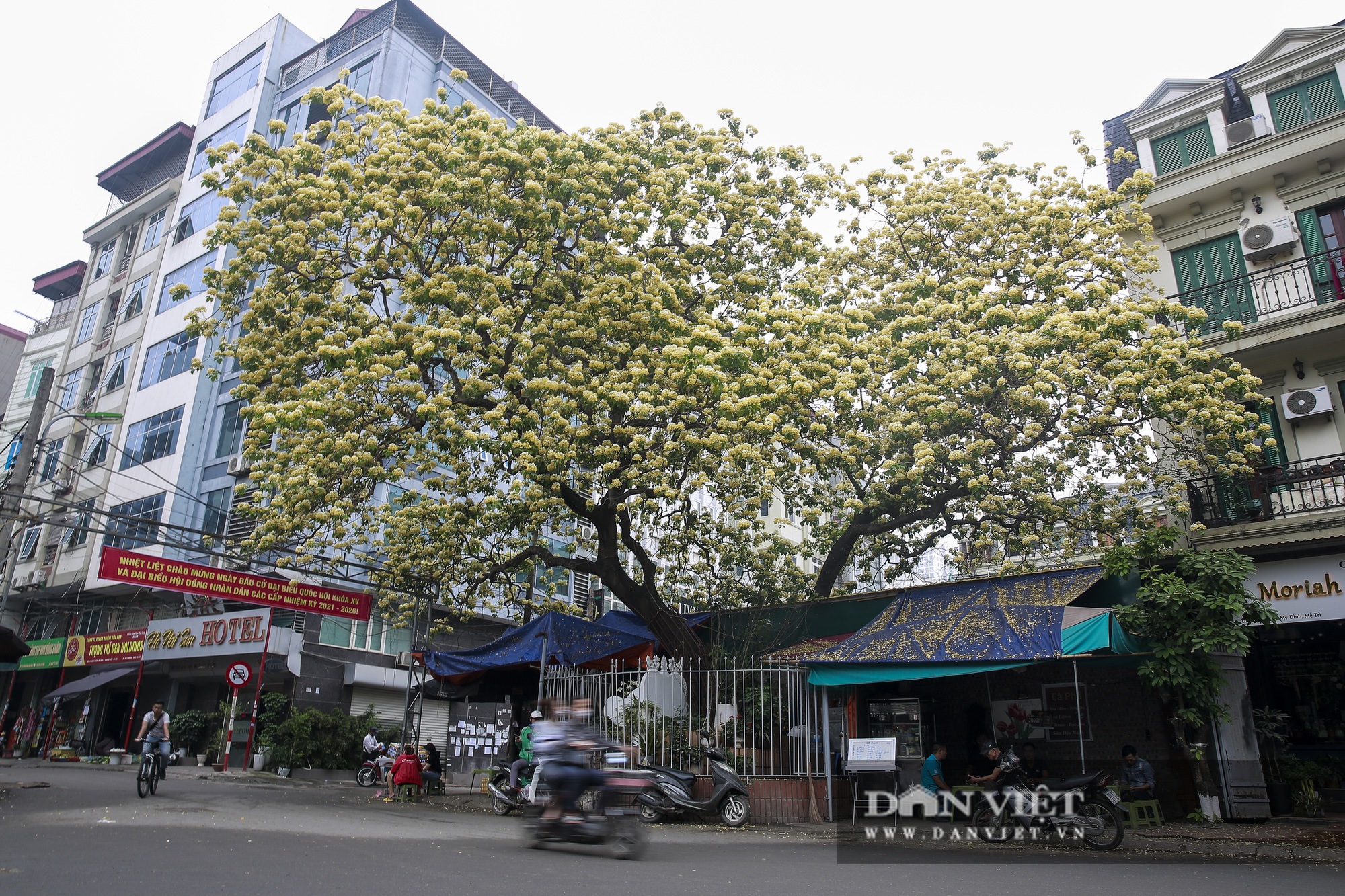 Cây hoa bún: &quot;Báu vật&quot; 300 năm tuổi ở làng Đình Thôn bung nở vàng óng cả góc trời - Ảnh 1.