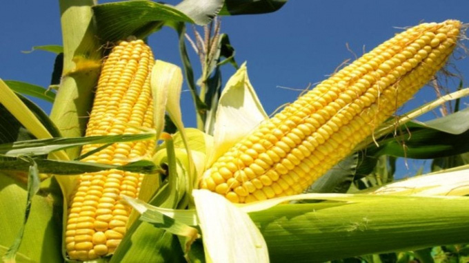 Nông dân Mỹ phấn khởi vì giá đậu nành và ngô tăng mạnh - Ảnh 1.