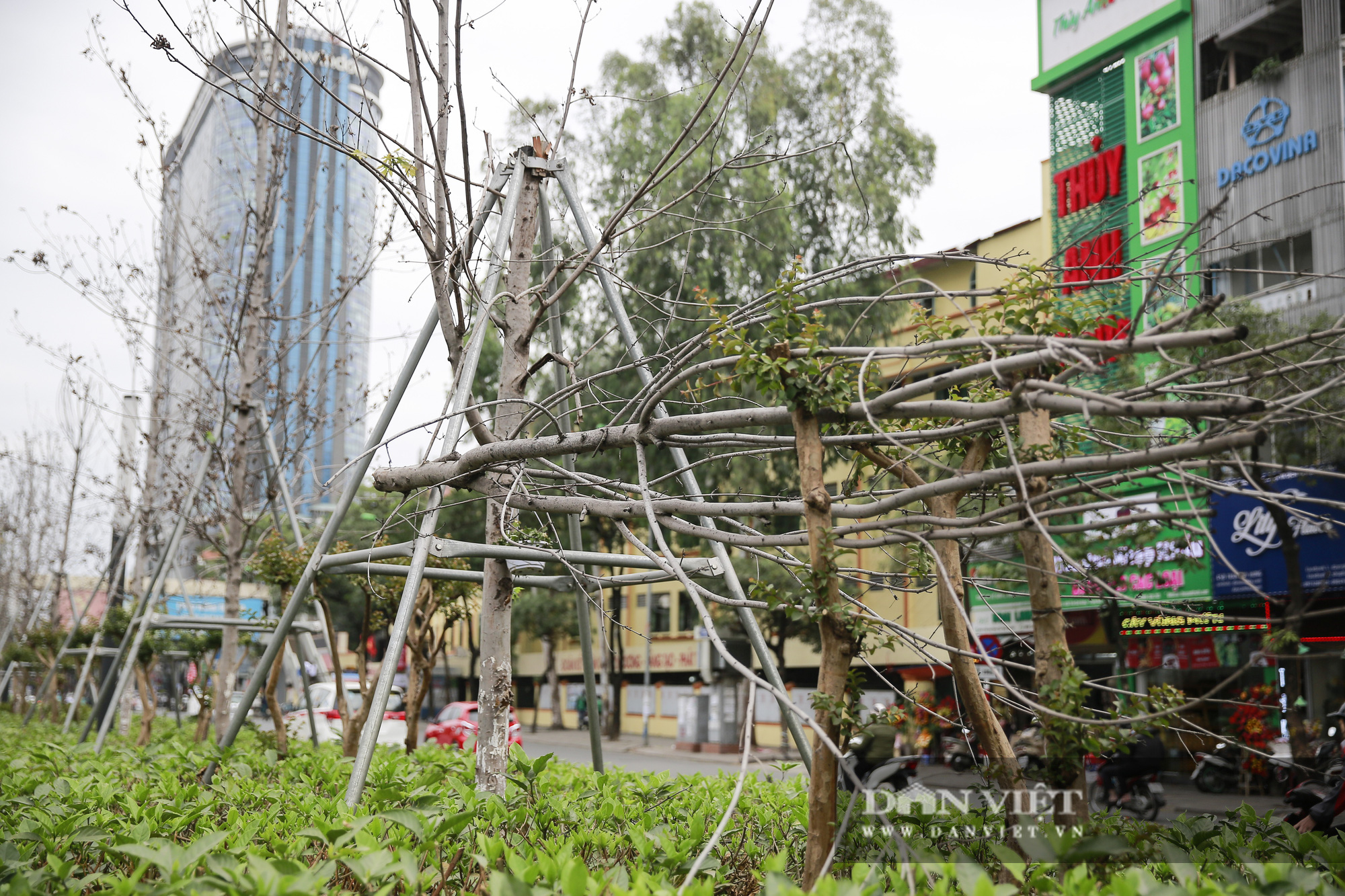 Hà Nội thay thế toàn bộ hơn 200 cây phong lá đỏ trên đường Nguyễn Chí Thanh và Trần Duy Hưng - Ảnh 3.